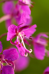 Image showing Willowherb