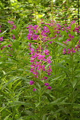 Image showing Willowherb