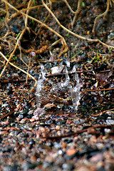 Image showing Drops