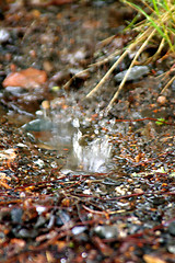 Image showing Drop of water