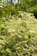 Image showing Anthriscus sylvestris