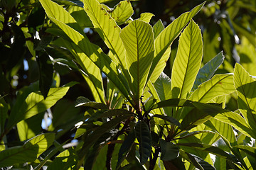 Image showing Medlar leaves
