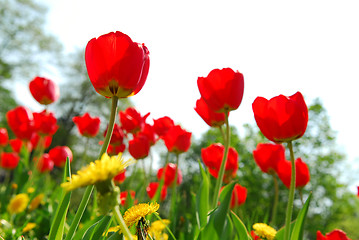 Image showing Flower field