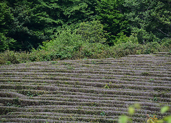 Image showing Tea growing