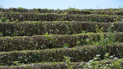 Image showing Tea on the bushes