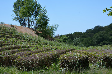 Image showing Tea grows