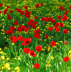 Image showing Flower field