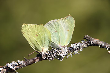 Image showing butterfly