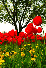 Image showing Tulip flower field