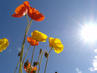 Image showing poppy in the sun