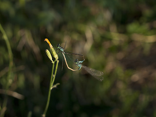 Image showing Common Azure Damselfly