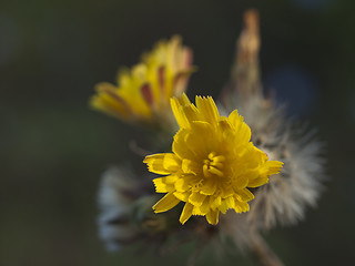 Image showing Yellow chicory flower