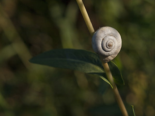 Image showing Great ramshorn