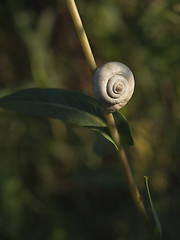 Image showing Great ramshorn