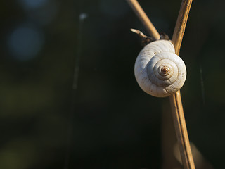 Image showing Great ramshorn