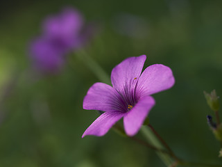 Image showing Shamrock flower