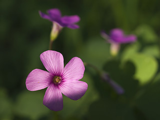 Image showing Shamrock flowers