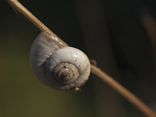 Image showing Great ramshorn