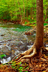 Image showing Forest river