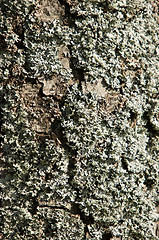 Image showing Lichen