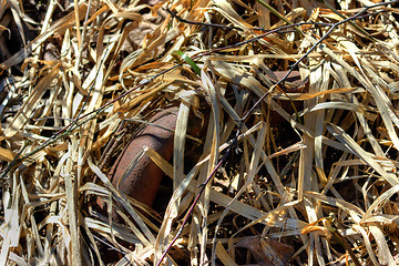 Image showing Rusted pipe