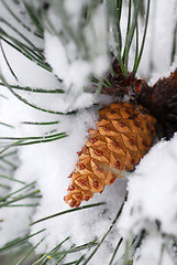 Image showing Snowy pine cone