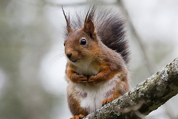 Image showing squirrel in tree