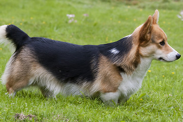 Image showing welsh corgi