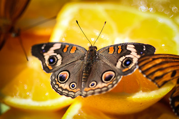 Image showing Common Buckeye Junonia Coenia