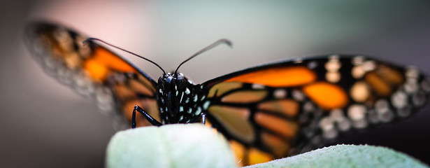Image showing Monarch Danaus Plexippus