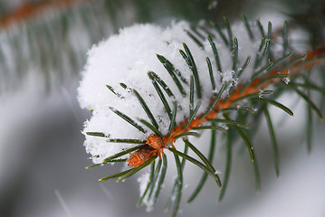 Image showing Spruce branch with snow