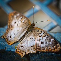 Image showing White Peacock Anartia Jatrophae