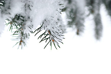 Image showing Spruce branches with snow