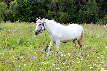 Image showing Rural landscape with field of flowers and horse