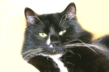 Image showing black cat isolated on the white background