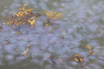 Image showing Hugh amount of jellyfish