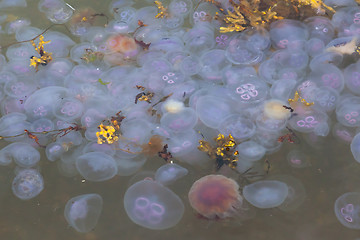 Image showing Hugh amount of jellyfish