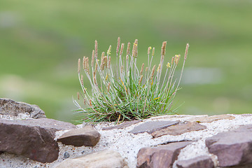 Image showing Small flowers growing along the old brick wall