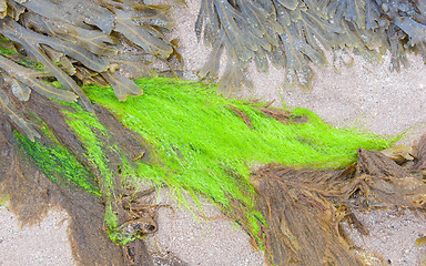 Image showing Bright green plant on a beach