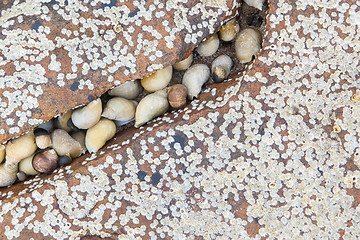 Image showing Cluster of seashells