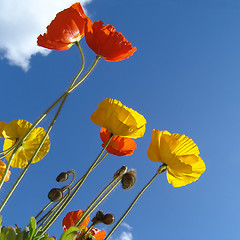 Image showing poppy in the sun