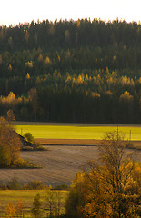 Image showing Wheatfield