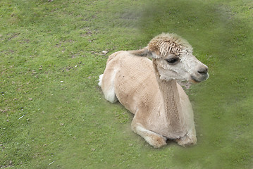 Image showing Alpaca