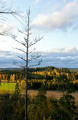 Image showing Fall colors