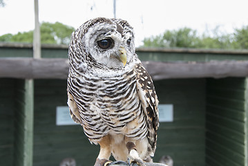 Image showing Rufous Legged Owl