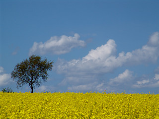 Image showing tree in the rape