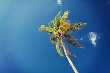 Image showing palm tree over blue sky with white clouds