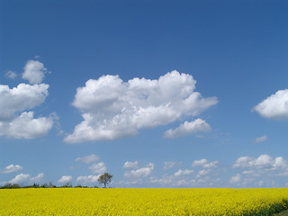 Image showing rape landscape with tree