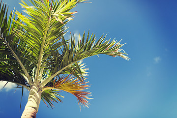 Image showing palm tree over blue sky with white clouds