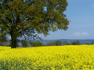 Image showing rapefield at a fjord